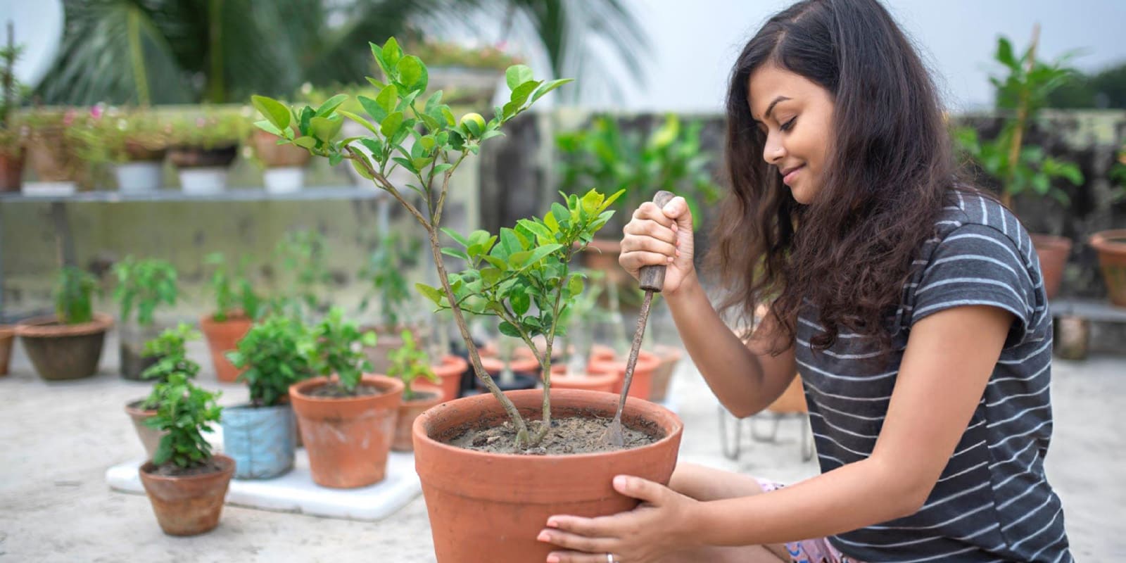 Rooftop Gardening - iVedaHelp